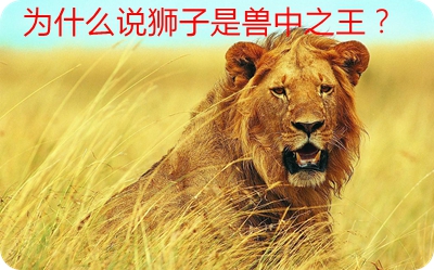 为什么说狮子是兽中之王