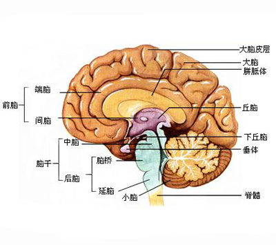 大脑的结构