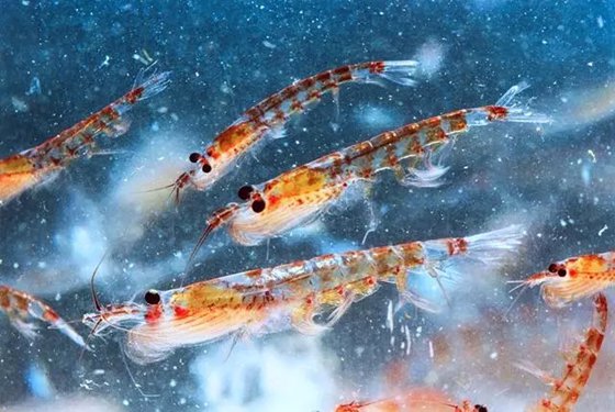 为什么说南极磷虾是未来食品？