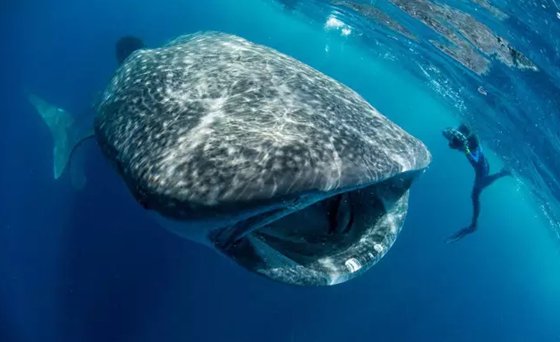 世界上最大的鱼是什么鱼,鲸鲨有多大