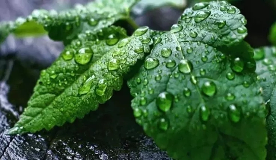 植物为什么会出汗,植物吐水的作用