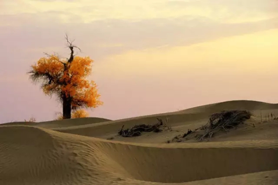 为什么胡杨能在沙漠里生存