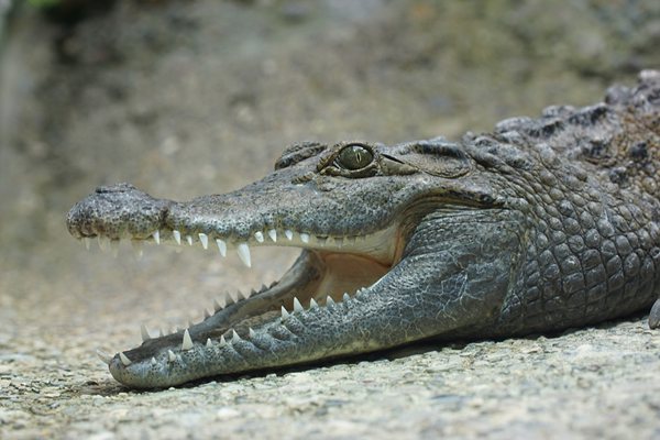 为什么鳄鱼要定期换牙,鳄鱼一生换多少次牙