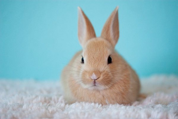 为什么兔子有三瓣嘴,兔子长三瓣嘴的作用