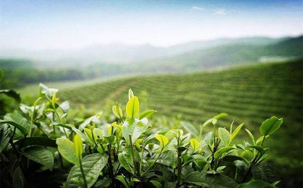 茶树为什么生南不生北,全国茶叶产区分布图一览