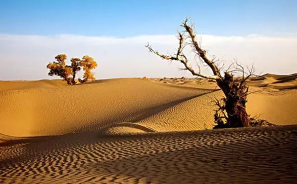 为什么沙漠里的沙子不能用于建筑