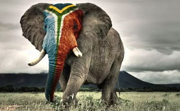 为什么非洲象的耳朵比亚洲象的耳朵大