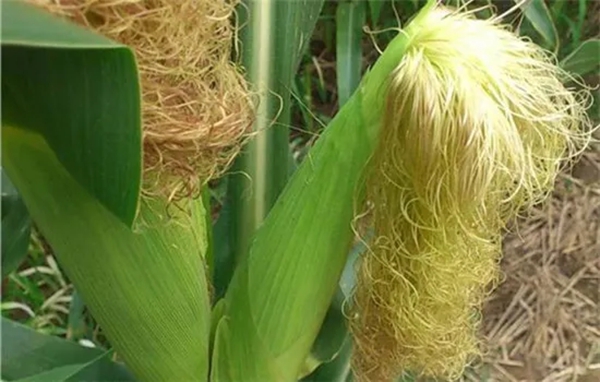 为什么玉米会长胡须,玉米长玉米须的原因