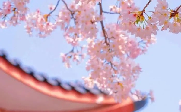 樱花的花语是什么,樱花的寓意和象征是什么