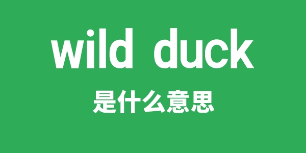 wild duck是什么意思